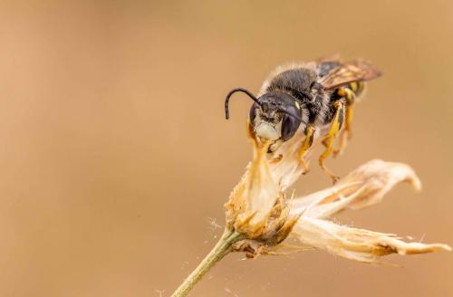 Réf. 263 384 : Trachusa interrupta